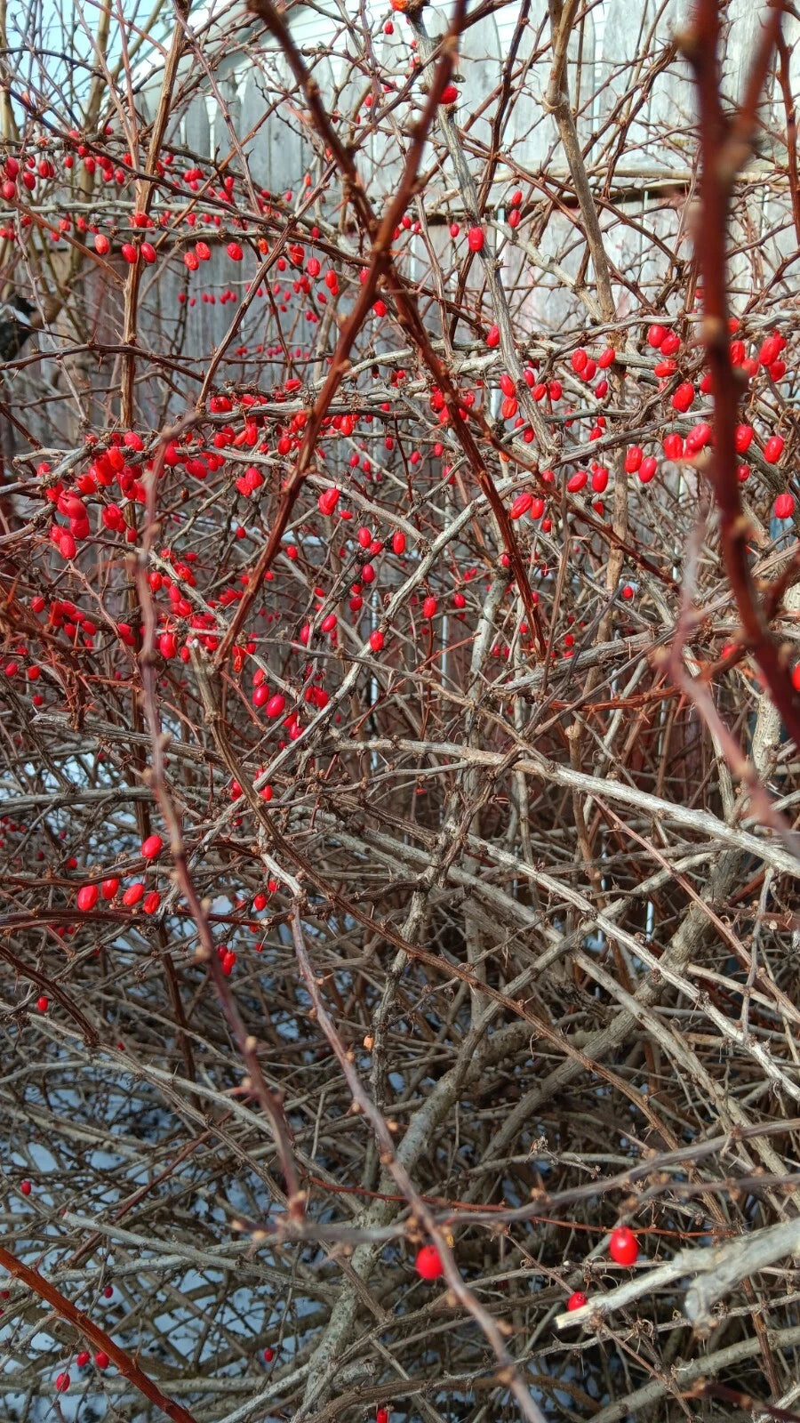 Japanese Barberry Cuttings - 6 Organic Hardwood Cuttings - Edible Berries - Berberis thunbergii - Rich Purple Foliage