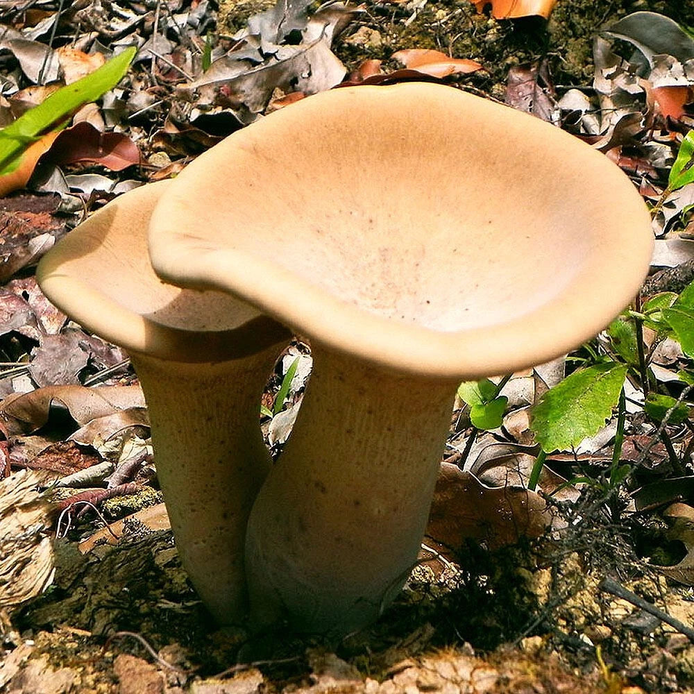 King Tuber Liquid Culture Syringe - 12cc Pleurotus tuber-regium for Mushroom Cultivation & Culinary Delicacy