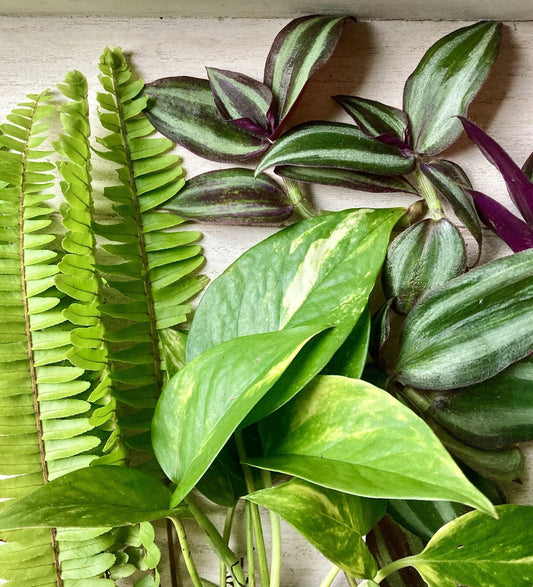 30 Rooted Plant Cuttings - Fern, Pothos, Wandering Jew - Healthy & Fresh Rooted Cuttings for Planting - Ideal for Home Decor