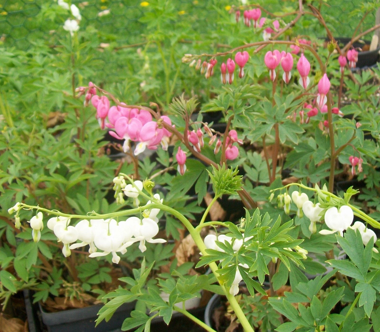 Pink Bleeding Heart Plants - Dormant Bareroot, Dicentra spectabilis - Charming Perennial for Gardens & Flower Beds