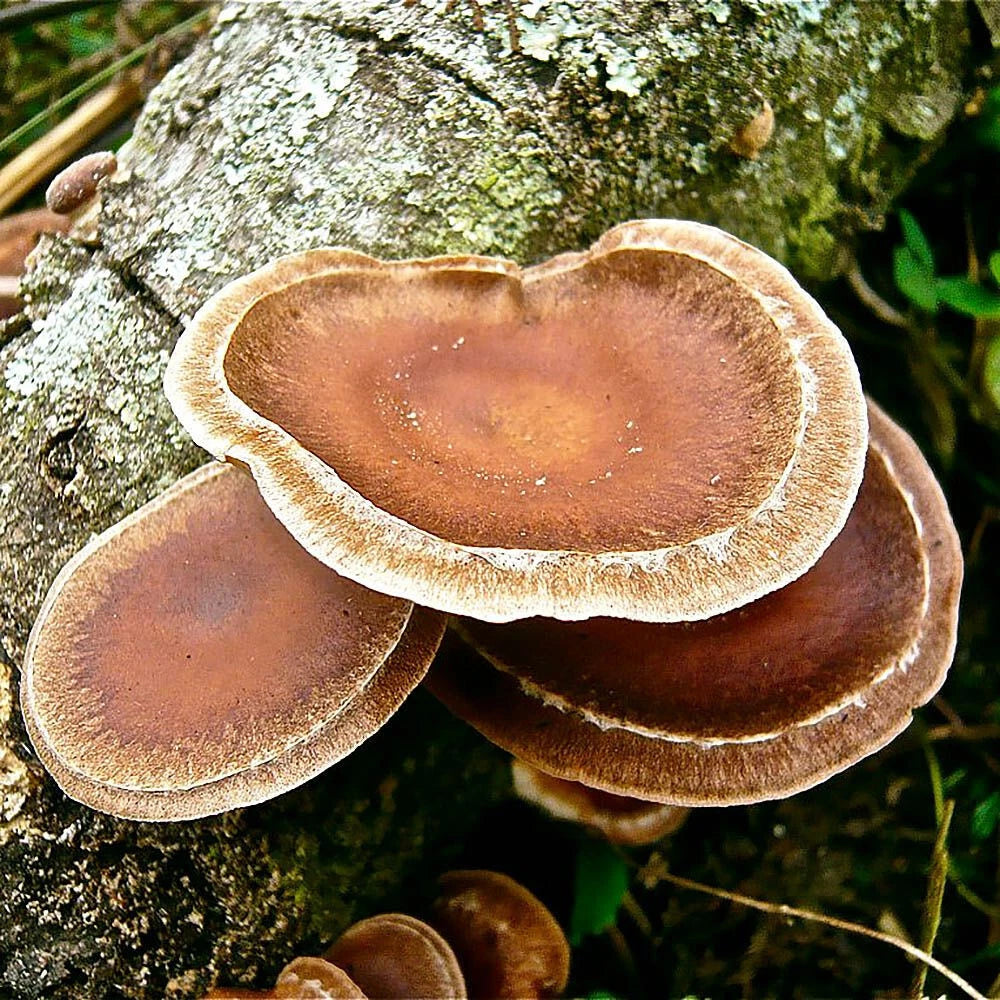 Lentinula boryana Liquid Culture Syringe 12cc - Rare Fungal Mycelium for Mycology Research and Mushroom Cultivation