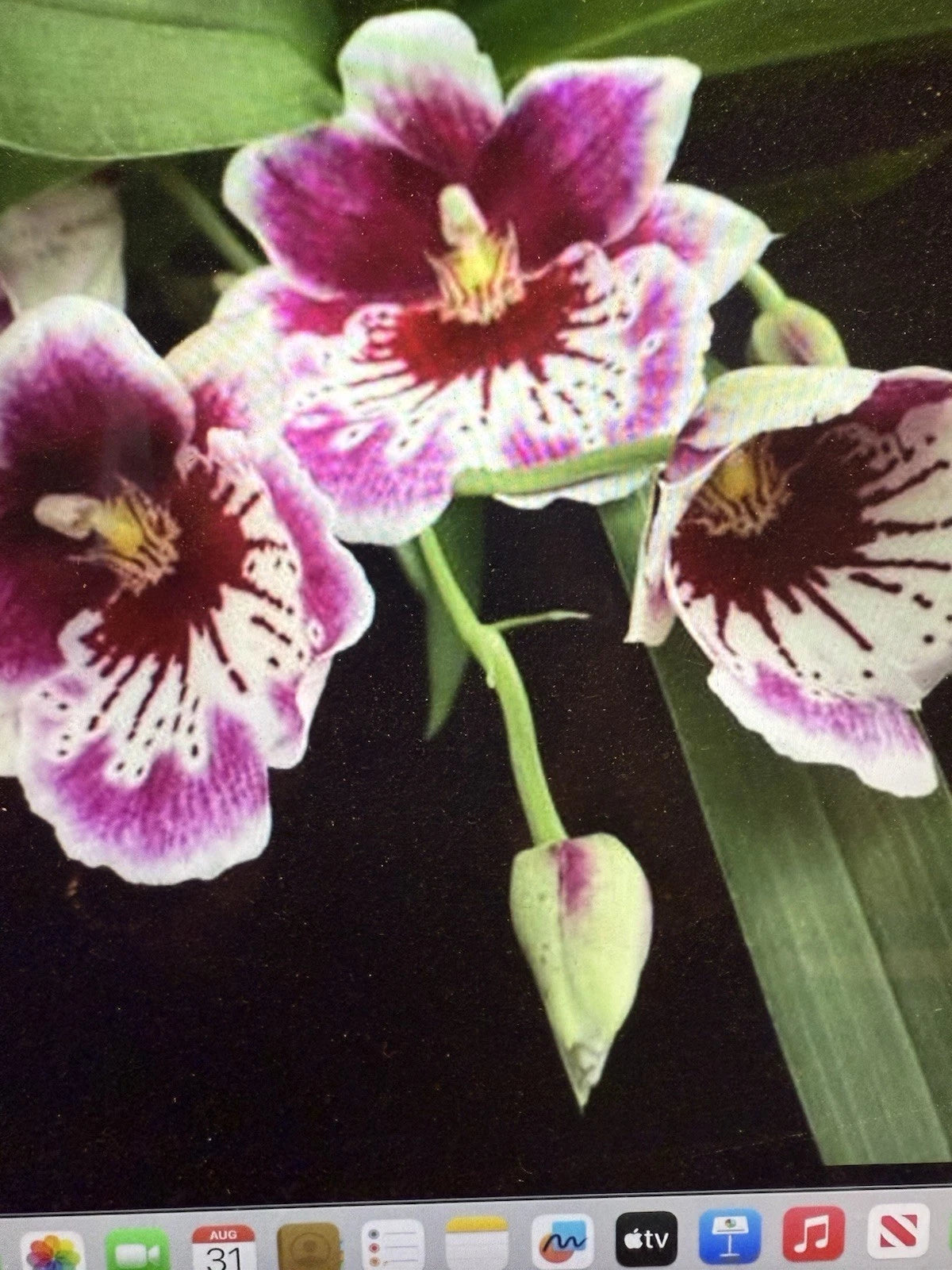 Orchid Plant Miltonia mps Martin Oranstei Rooted Bulb Bare Root - Exotic Tropical Orchid for Collectors (Miltonia spp.)