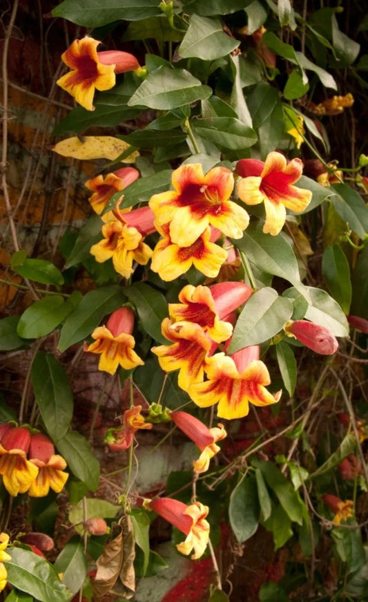 12 Crossvine Flowering Vine Cuttings, Bignonia, Hummingbird Attraction, Easy to Grow, USDA Zone 6-9, Unrooted Plant Cuttings