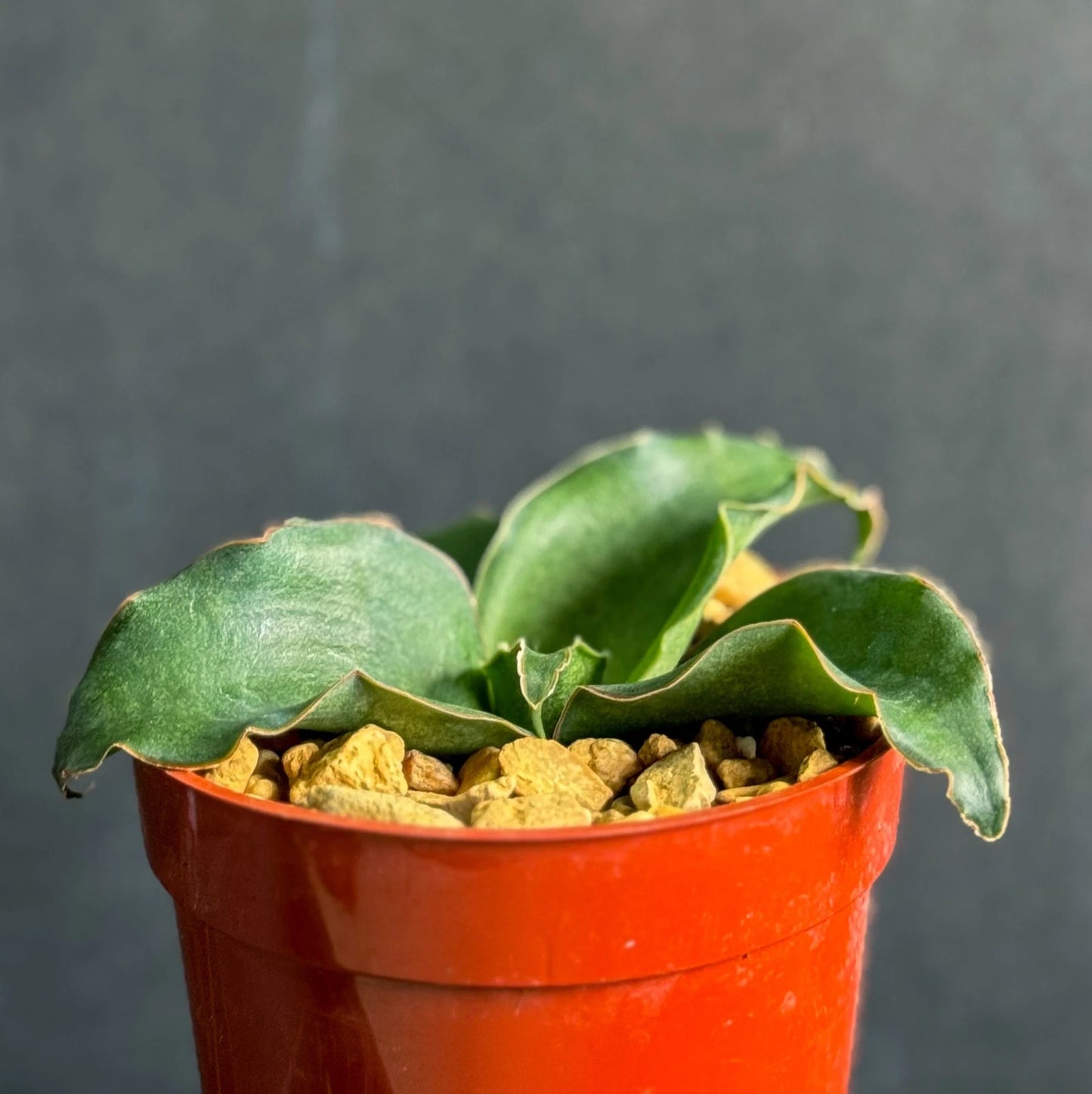 Snake Plant 4" Sansevieria Subspicata Rare Succulent Houseplant - Low Maintenance Indoor Air Purifying Plant