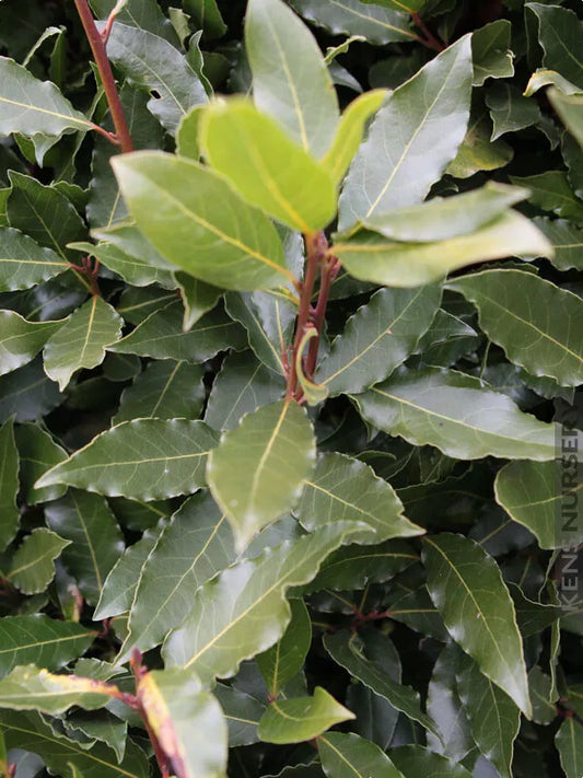 Bay Leaf Tree Starter Plant - Laurus nobilis - Bay Laurel - Sweet Bay - Rooted in Pot - Culinary Herb for Cooking