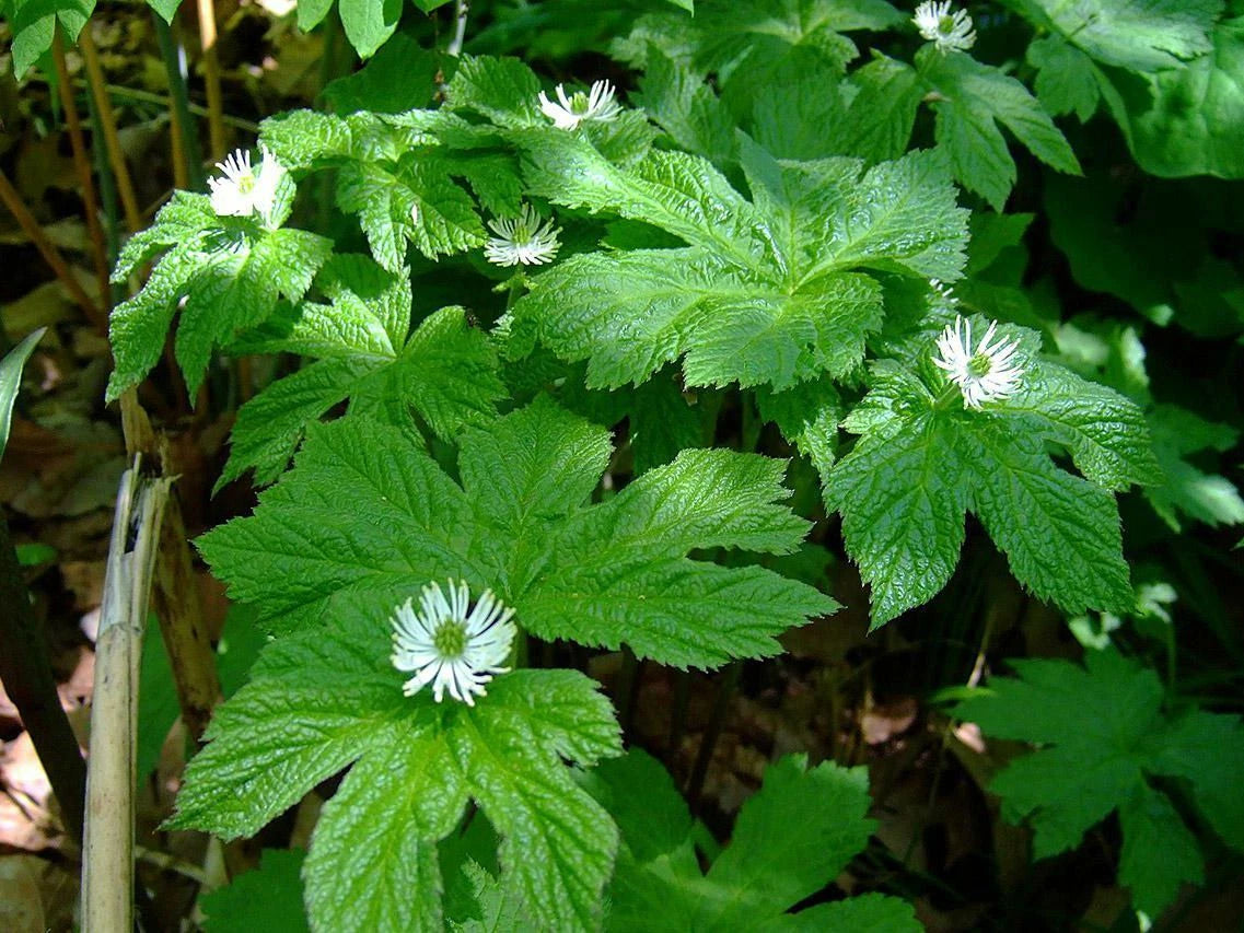 Goldenseal Live Roots - Hydrastis canadensis - 6 Bare Root Plants for Shade Gardens, Medicinal Use, and Natural Landscaping