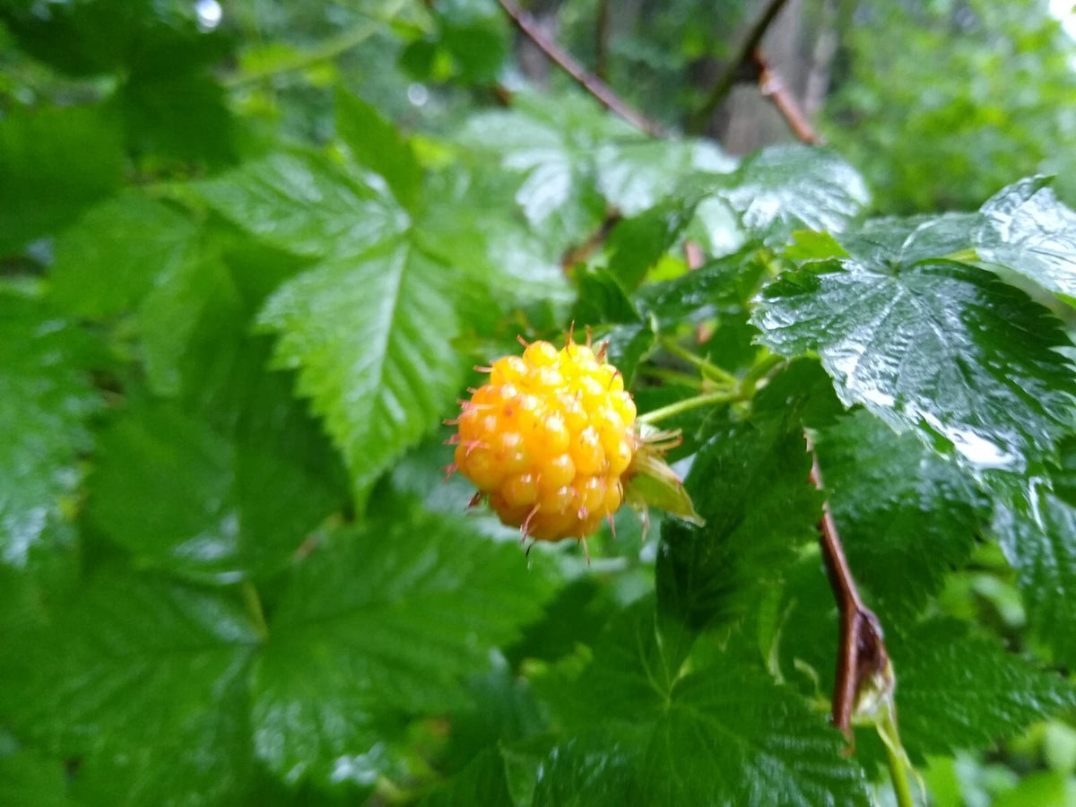 Salmonberry Root Cuttings - 5 Organic Rhizomes (Rubus spectabilis) - Live Plants for Easy Growing, USDA Zones 4-9
