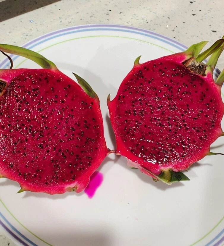Robles Red Dragon Fruit Cuttings - 2 Pieces 8-10 Inch - Pitaya - Self Pollinating, Strong Plant, Beautiful Flowers