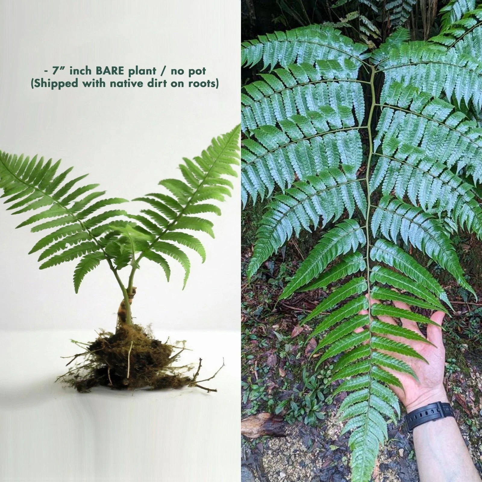 Exotic Tropical Fern Plant - 7" Cyath Borinquena Tree Fern - Cold Hardy Zone 9-11 - Live Bare Root Plant