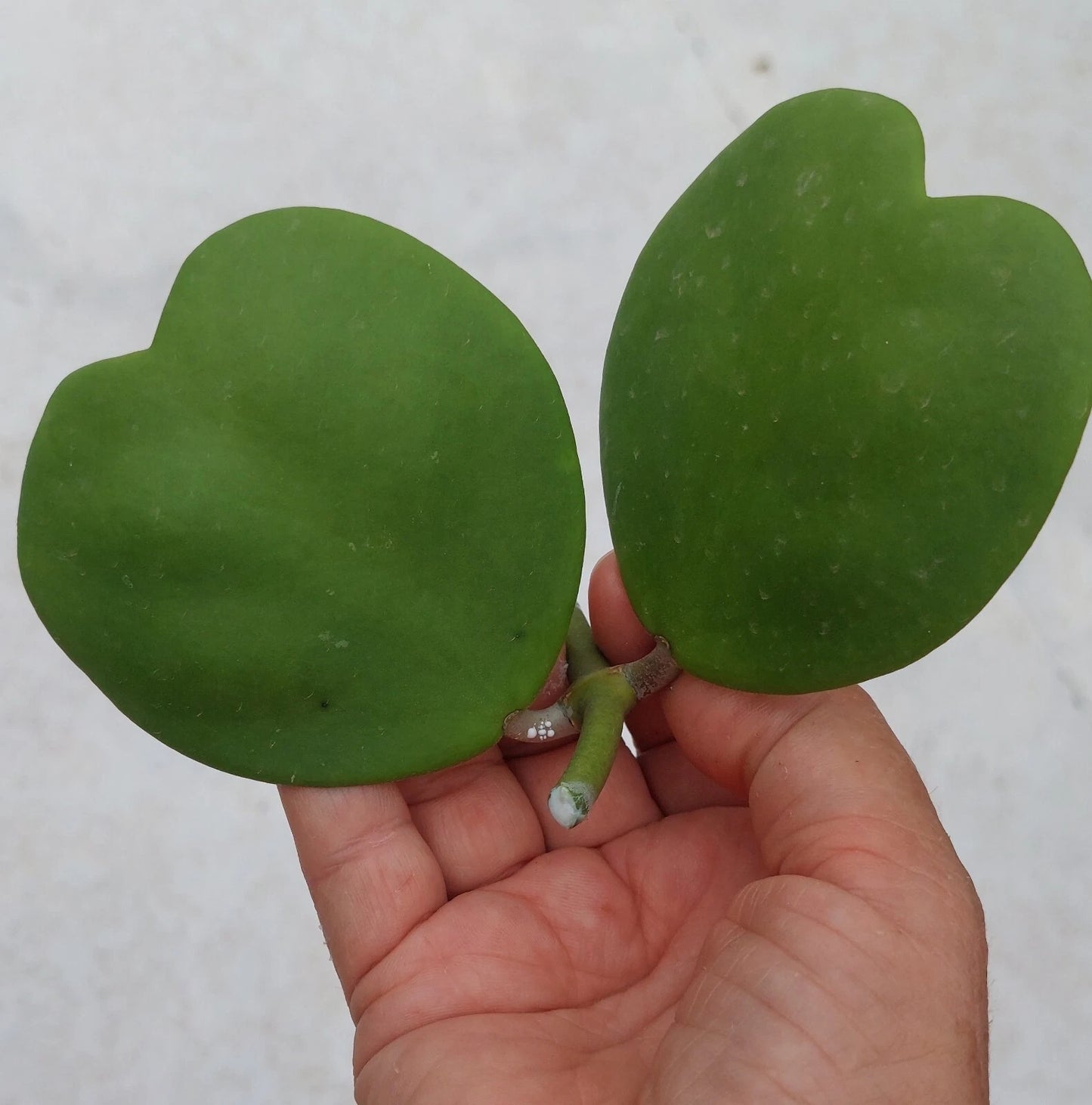 Hoya Cutting 2 Leaves Sweetheart Heart-Shaped Vine Hoya Kerrii Live Rare Indoor Plant Pet Friendly