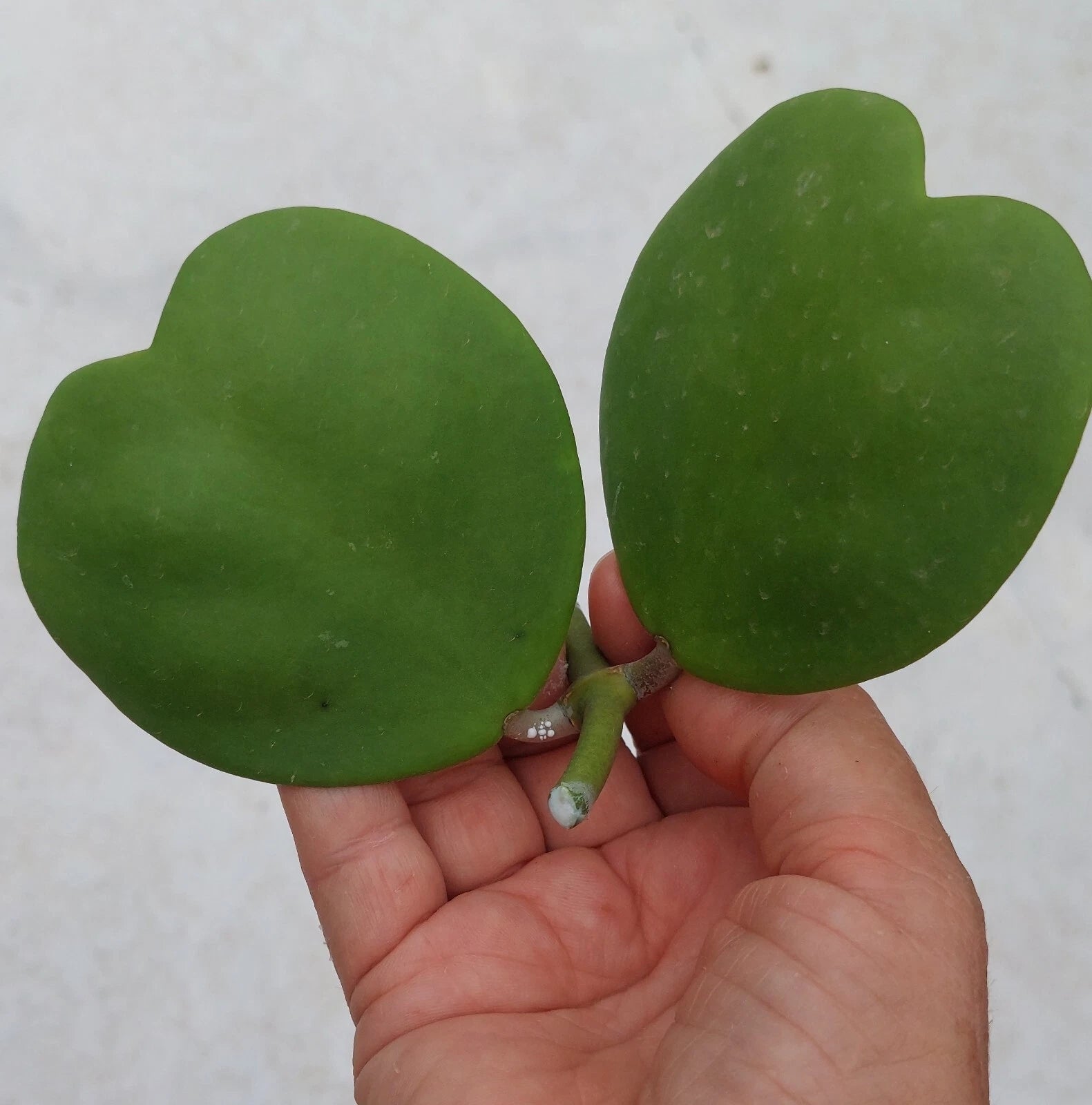 Hoya Cutting 2 Leaves Sweetheart Heart-Shaped Vine Hoya Kerrii Live Rare Indoor Plant Pet Friendly