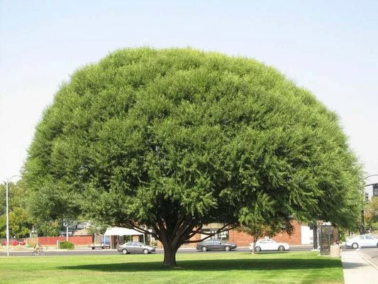 15 Globe Willow Tree Cuttings - 8-12” Fresh Cuttings for Fast Growing Shade - Salix babylonica