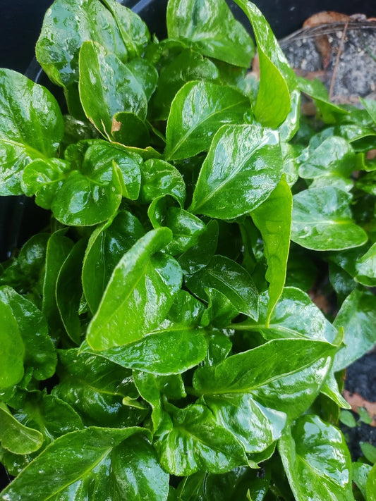 Brazilian Spinach Cuttings - 2 Samba Lettuce Sissoo Spinach - Edible Perennial Plant Cuttings - Organic Fresh from Florida
