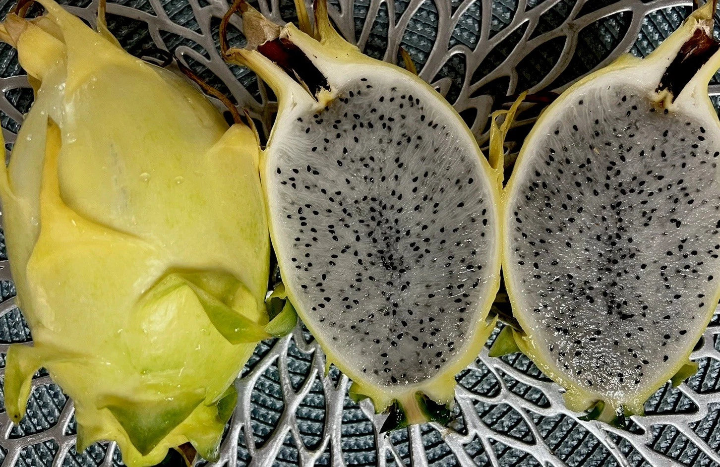 Dragon Fruit Cuttings 8-12 Inches Israel Yellow Hylocereus Undatus - Fresh Cuttings from Mother Plant for Planting