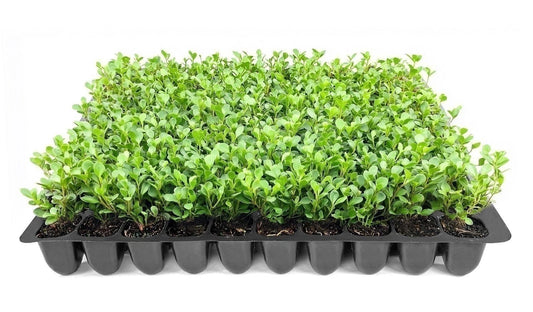 Boxwood Plant | 2 Inch | Wintergreen Korean | Buxus sinica | Evergreen Formal Hedge | 3 Plants