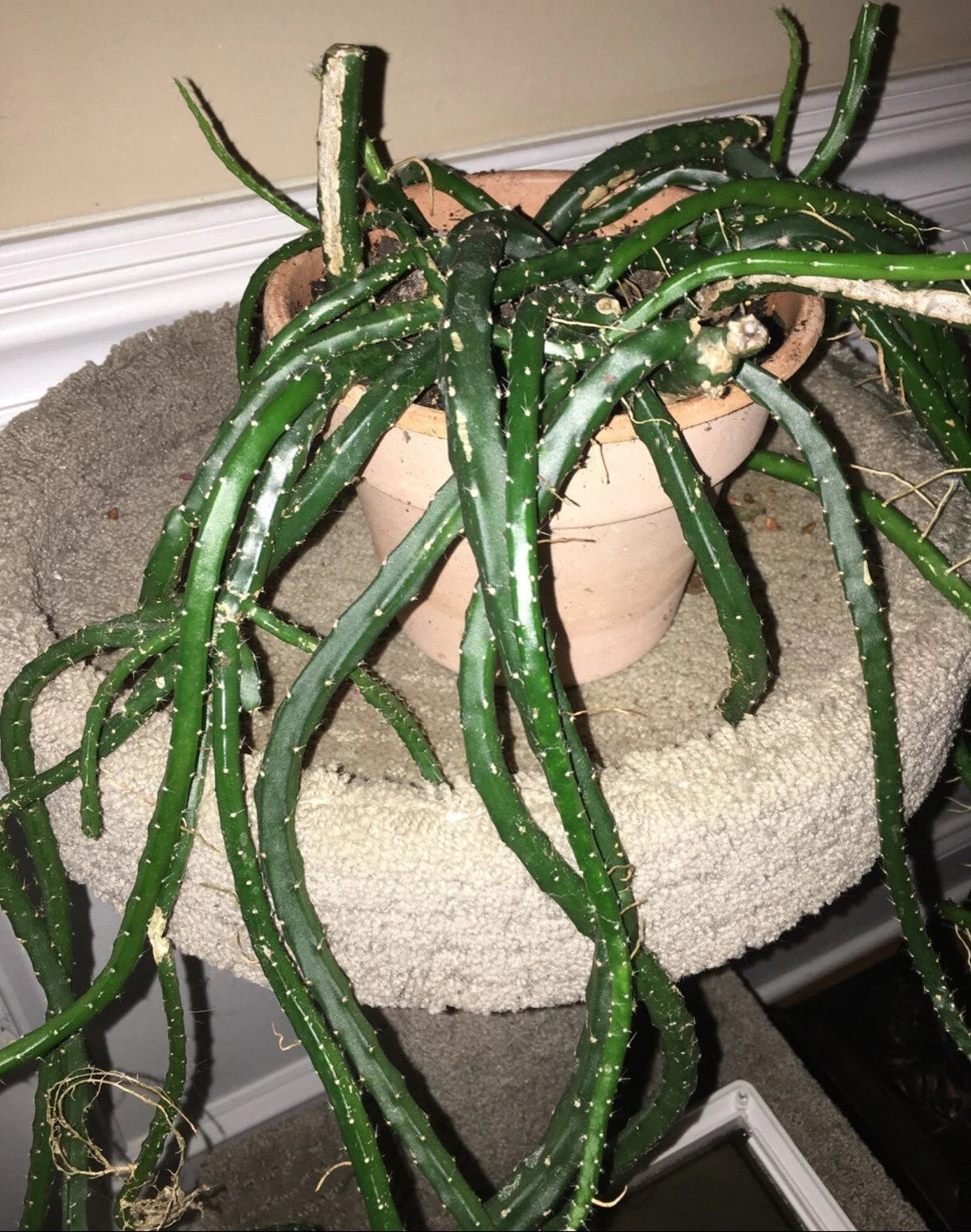 Snake Cactus Cuttings - 10 High-Quality Cuttings - Unique Shape - Easy Care - (Echinocactus)
