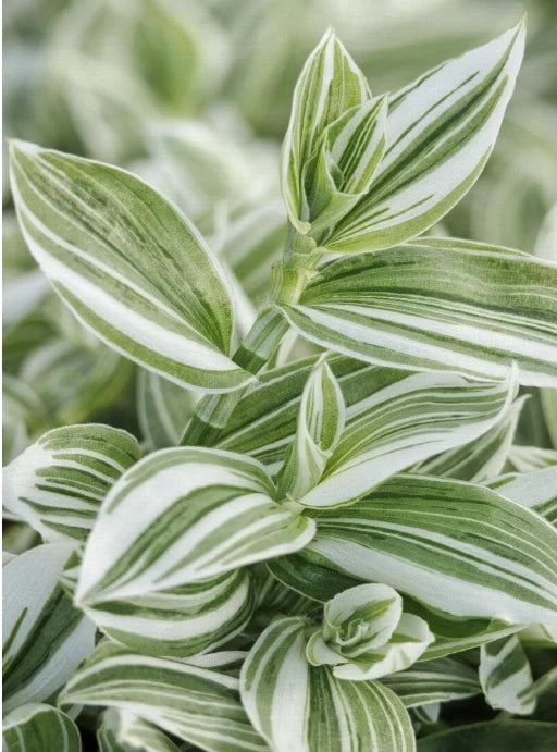 Green & White Wandering Jew Cuttings - Tradescantia Fluminensis - 5 Cuttings or 4" Pot - Colorful Indoor Air Purifier Plant