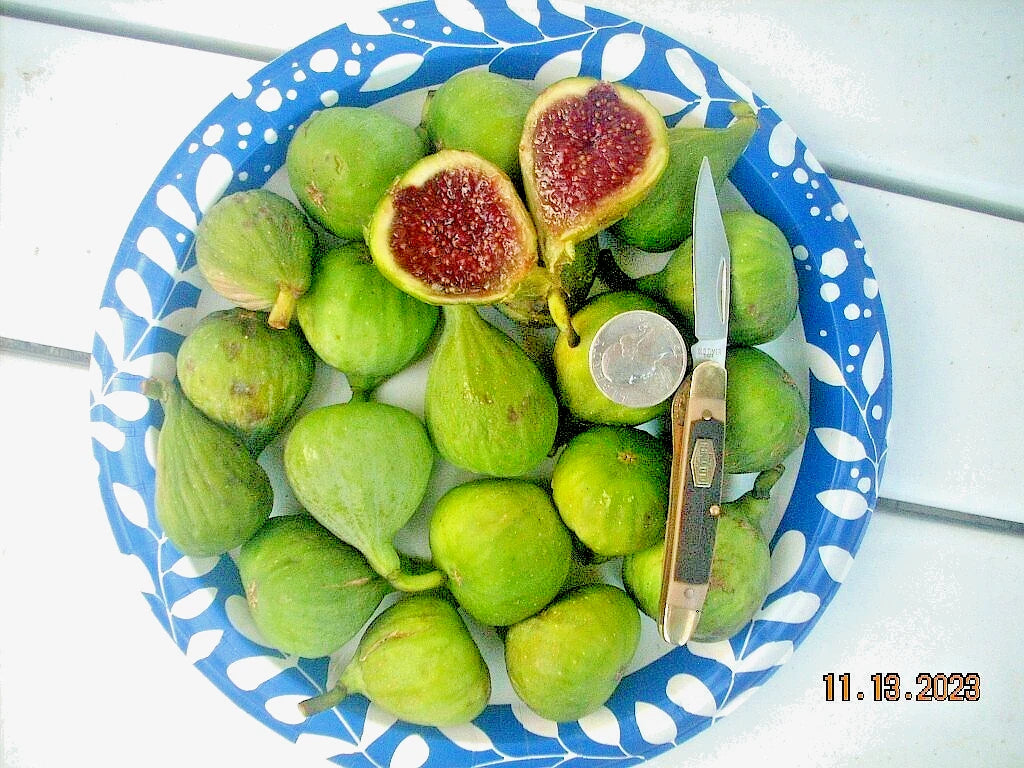 Fig Tree Cuttings - 6 Pieces Vasilika Sika - Delicious White Fig - Cold Hardy - Ficus carica