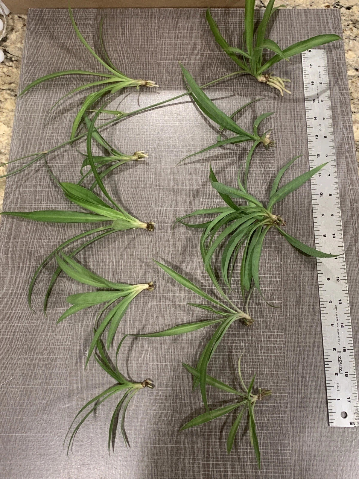 Spider Plant Cuttings - 10 Ready to Root Green Plants - Air Purifying Indoor Houseplants - Chlorophytum comosum