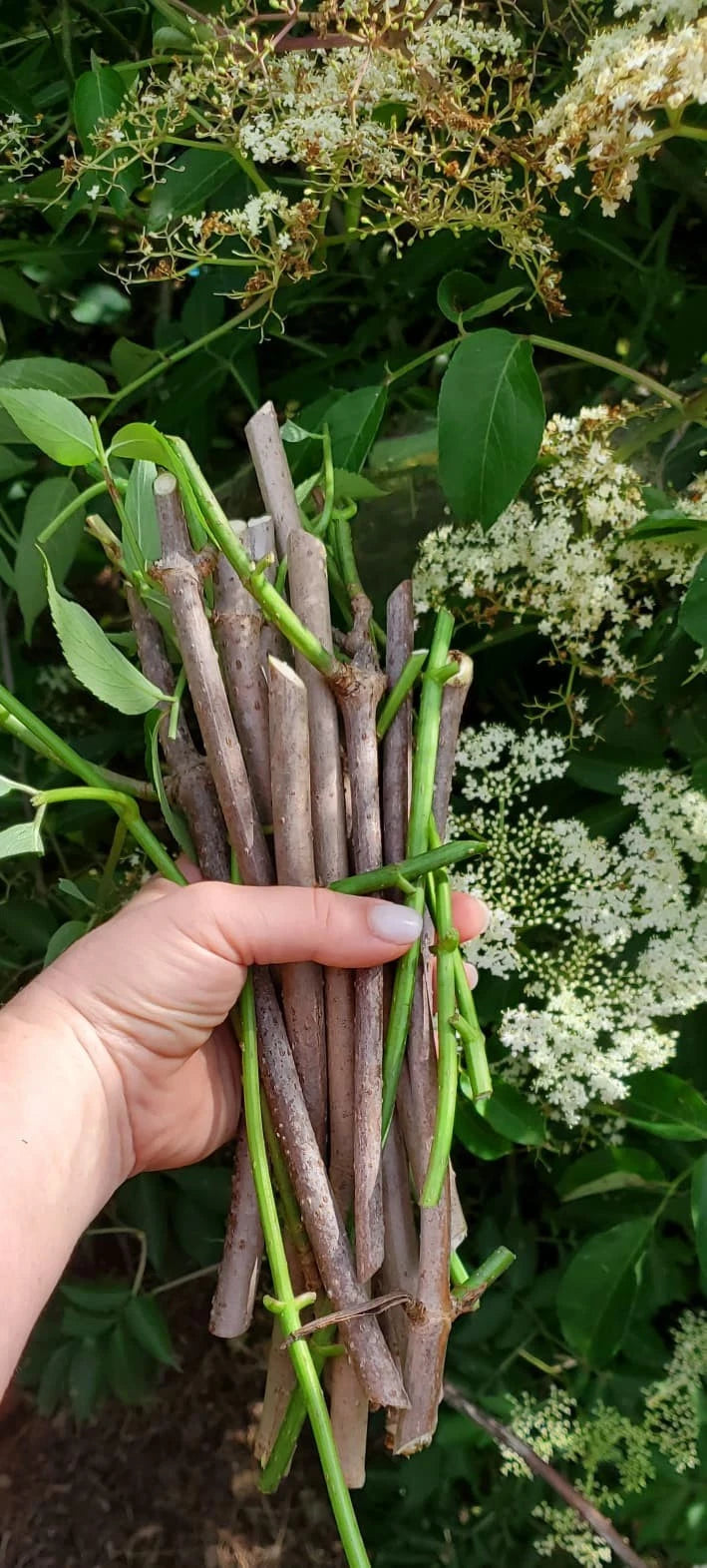 Fig Cutting (LSU Gold) for Grafting - Organic Fruit Tree Scion - Apricot, Pear, Peach, Plum, Cherry, Elderberry, Mulberry