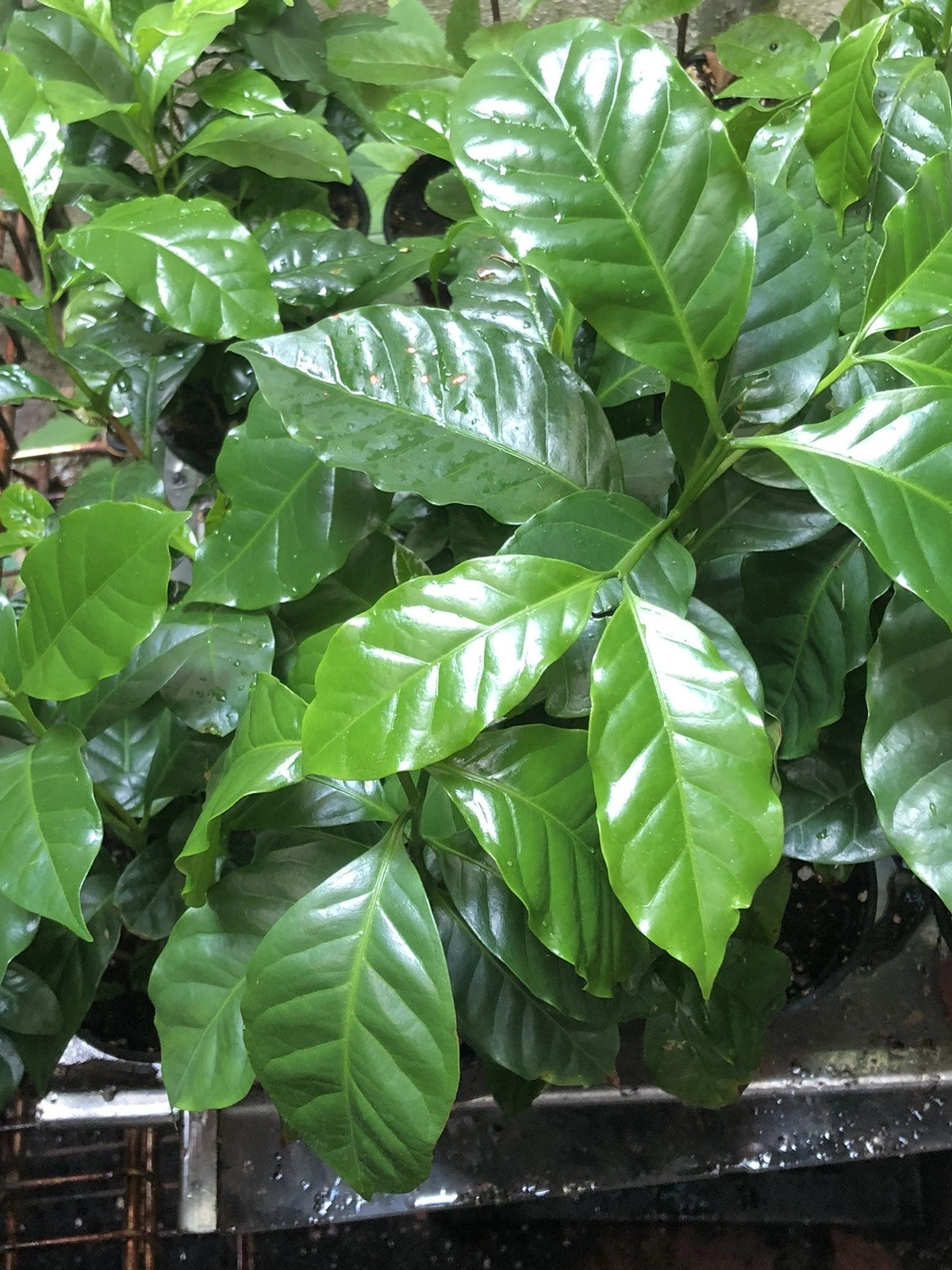 Coffee Plant 4-Inch Pot - Coffea Arabica - 4 to 5 Fully Rooted Plants - Ideal for Home or Garden - Flower Shop Inc.