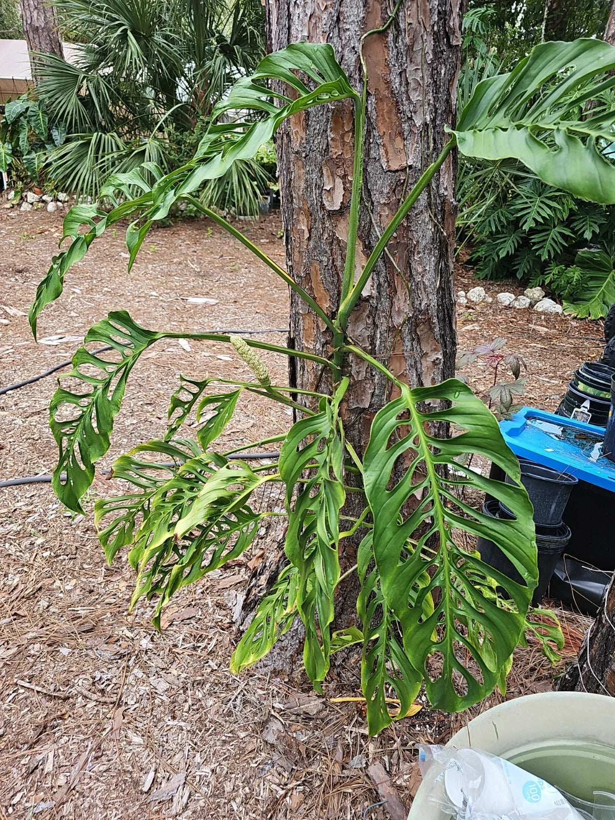 Monstera Adansonii 3 Node Unrooted Cuttings - Swiss Cheese Plant Wide Form - Fresh Juvenile Cutting, Houseplant Decor