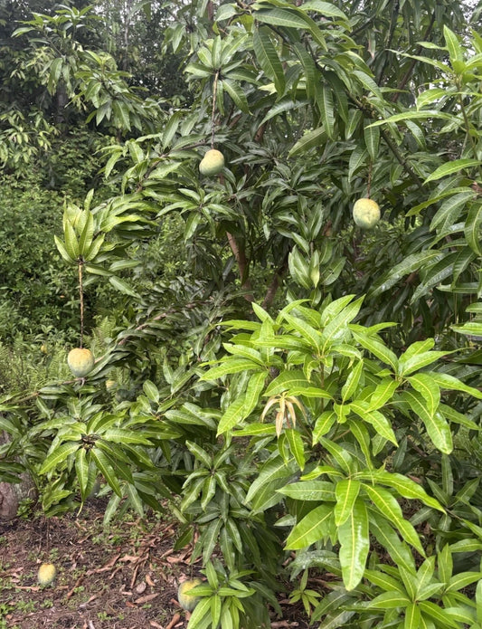 6 Mango Scion Grafting Cuttings - Fresh Bud Wood for Grafting - 2 Varieties - Mango (Mangifera indica)