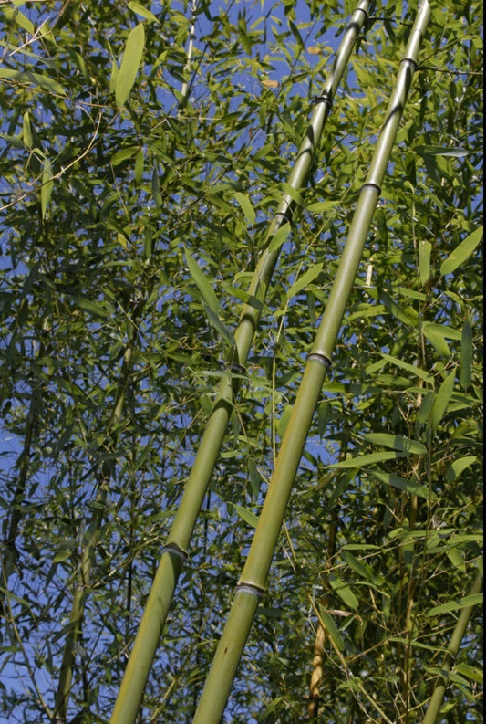 Bamboo Rhizome Start - 1 Bare Root Phyllostachys Rubromarginata 'Red Margin' - Cold Hardy, Drought Tolerant Plant