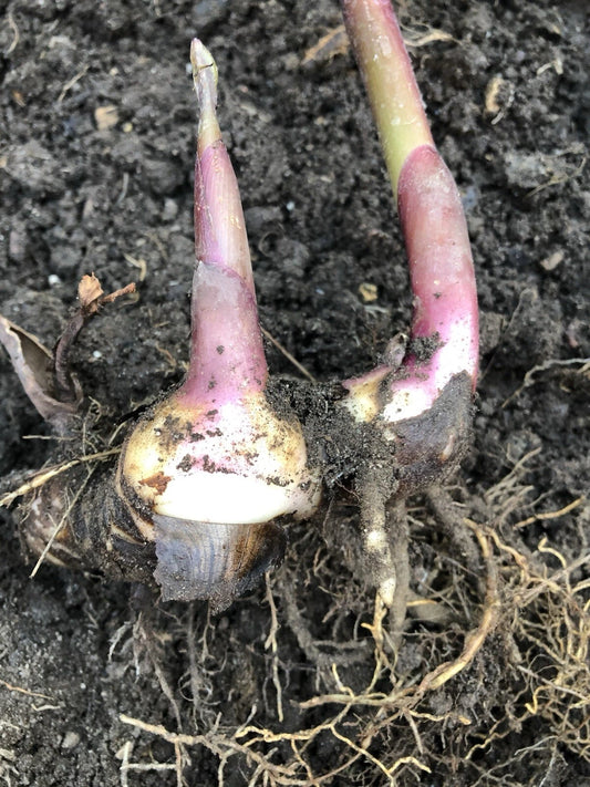 Canna Bulb Edulis Ker Gawl Live Plant - Bare Root Canna for Planting - Tropical Perennial Bulbs