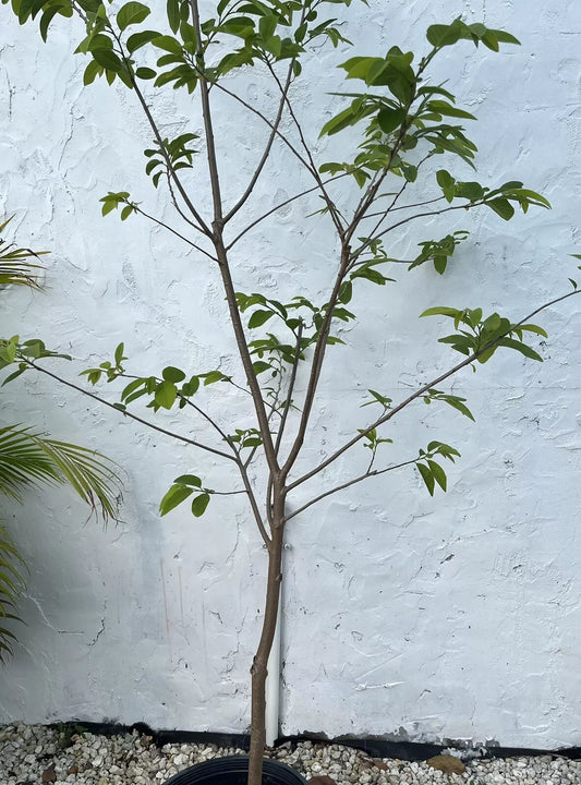 ANNONA Squamosa (Sugar Apple) - Live fruit tree (3 Gallon)
