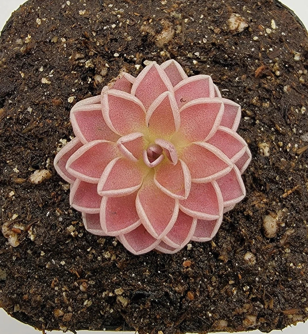 Pinguicula ehlersiae Carnivorous Plant - Bare Root Butterworts - 0.75" Diameter - Live Plant for Terrariums & Home Decor