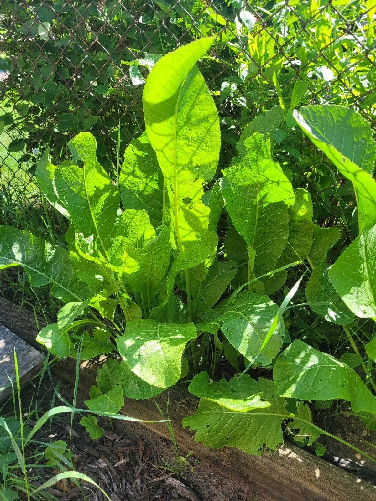 Organic Horseradish Roots - 2 New Growth Starter Plants - Durable Garden Variety - Armoracia rusticana