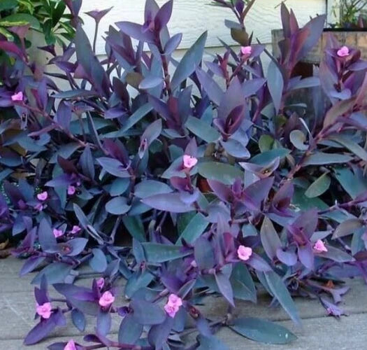 5 Fresh Cuttings Purple Heart Wandering Jew - Tradescantia Pallida 'Purpurea' - No Roots, 6 Inches Each