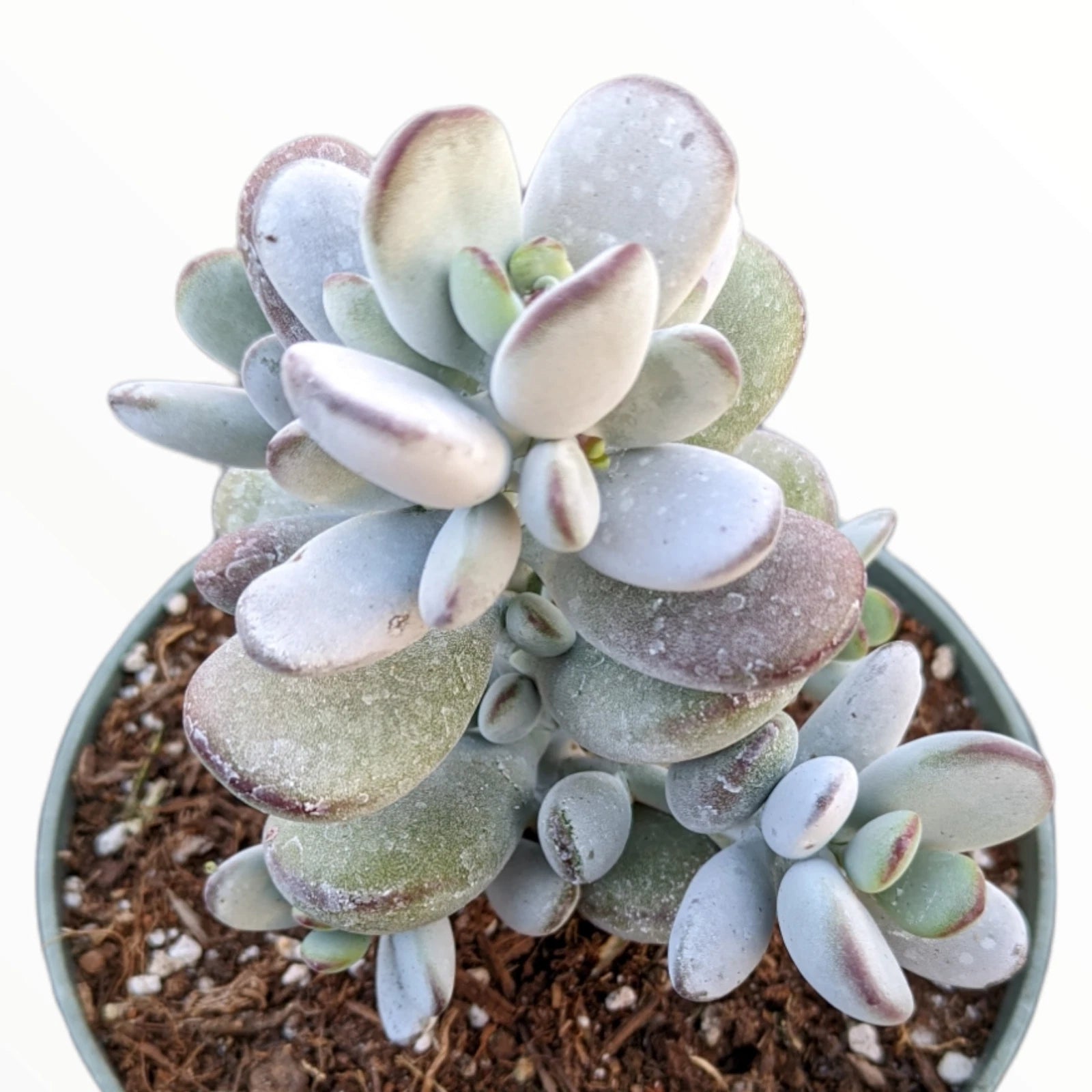Cotyledon orbiculata 'Ping Pong' Succulent Plant Cutting - 2 Inch Drought-Tolerant Indoor Plant for Sunny Spaces