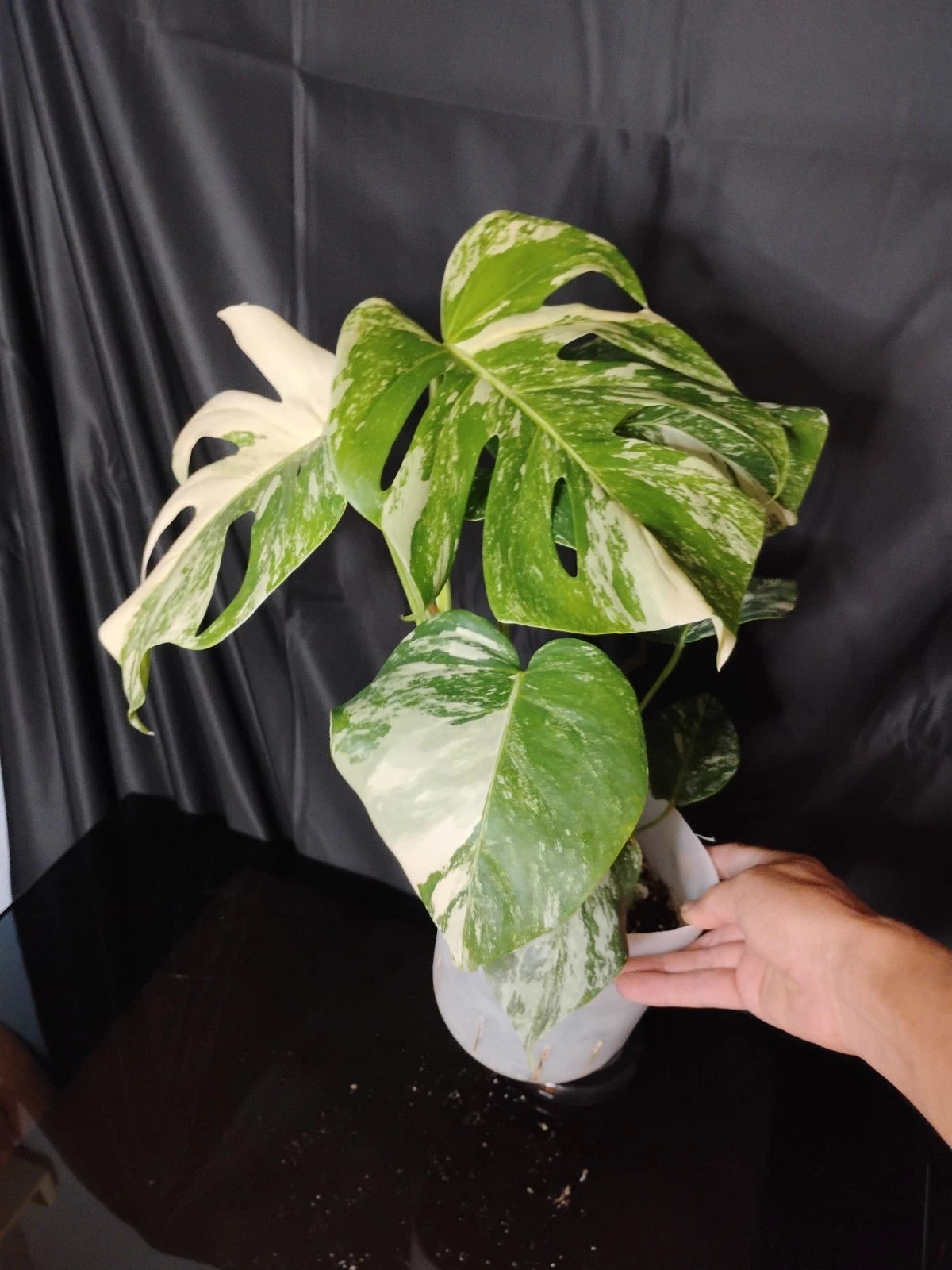 Large Monstera Albo Borsigiana Established Plant - Variegated, 8 Leaves - Fast Growing Tropical Houseplant - Monstera Deliciosa