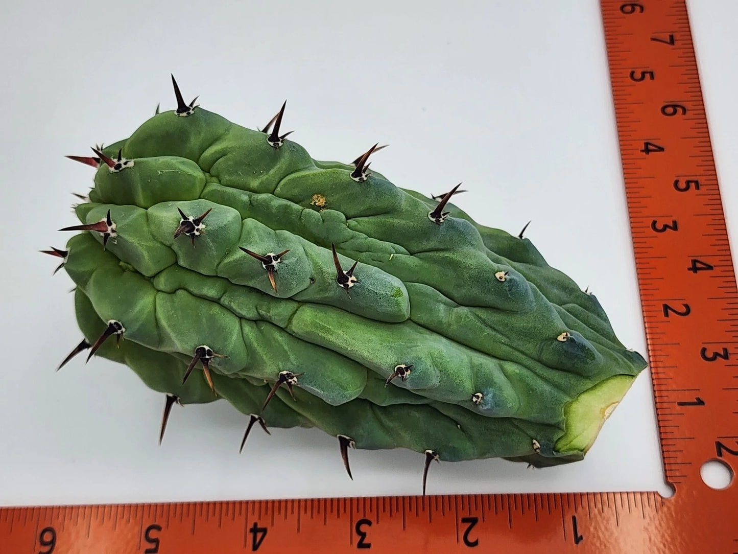 Myrtillocactus Cutting - Glorp Variety - Myrtillocactus geometrizans cv glorp - Bare Root Cactus for Grafting - USA Shipping