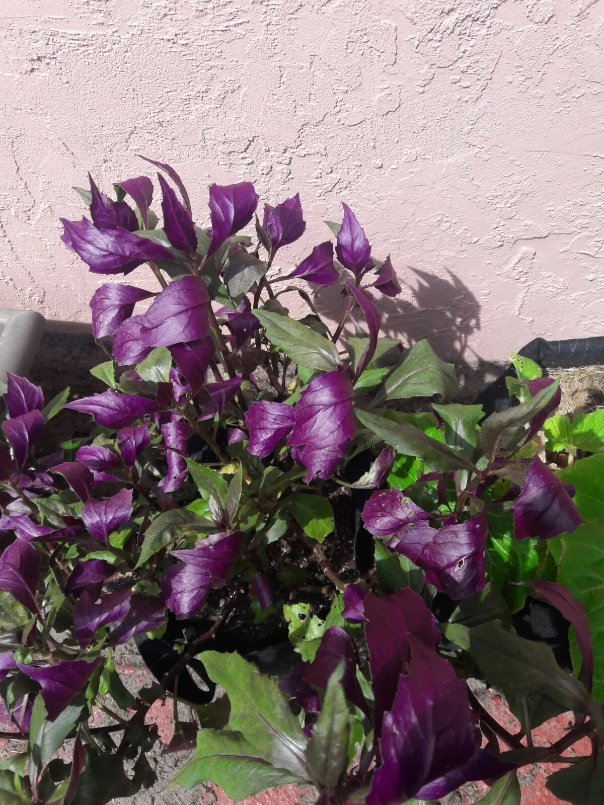 8 Fresh Unrooted Cuttings (5 inches) Okinawa Spinach Green and deep purple