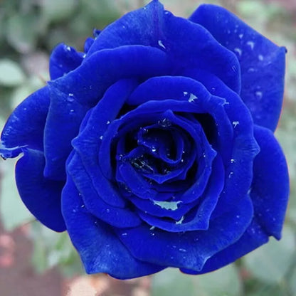 20 SEEDS for Navy Blue RARE Rose hybrid tea flower Bush exotic plant