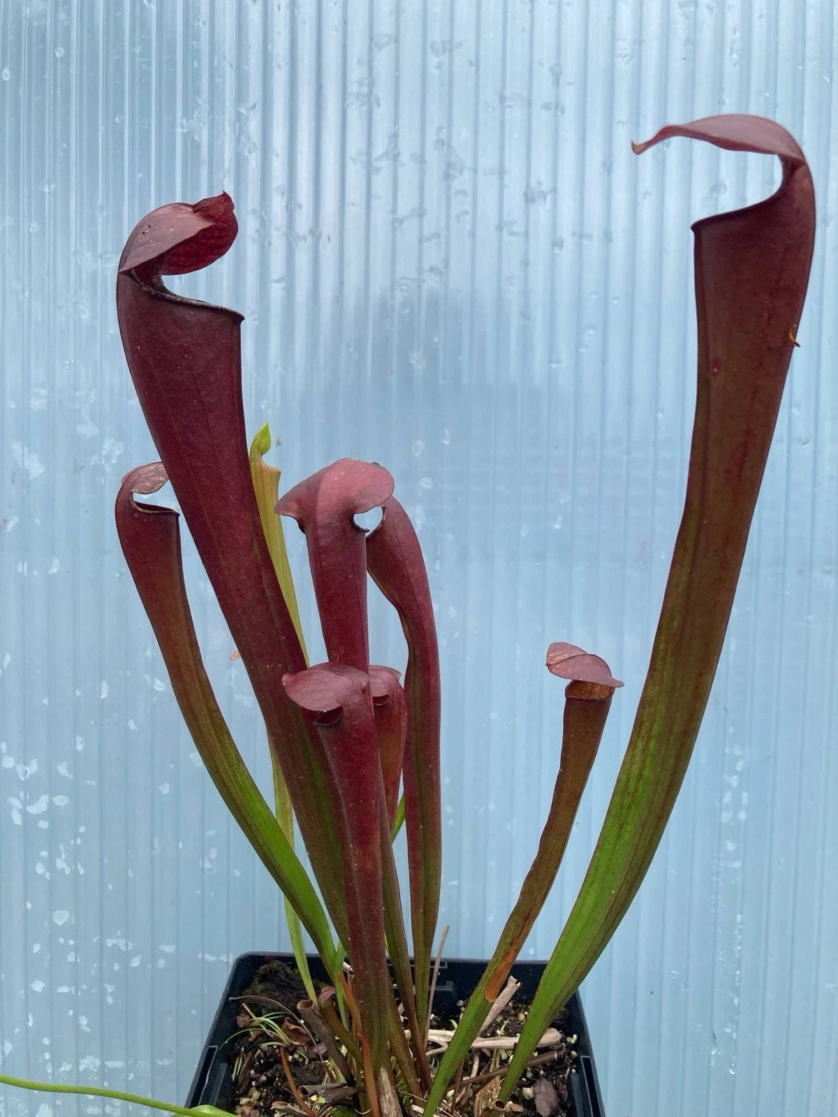 Sarracenia flava var. rubricorpora "Botanique" x minor, All Red Plant, Bareroot, Unique Red Hybrid Carnivorous Plant