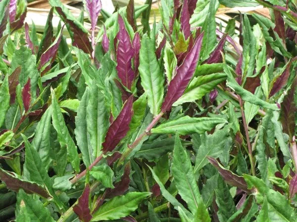 1PC Okinawa Spinach Starter Plant