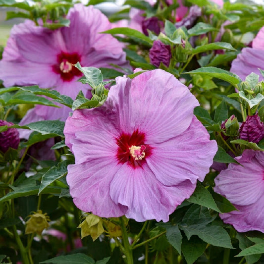 Bush Hibiscus Plant - 2.5" Pot - Lilac Crush - Hardy Hibiscus (Hibiscus 'Lilac Crush') - Disease-Free, Fast-Growing Perennial