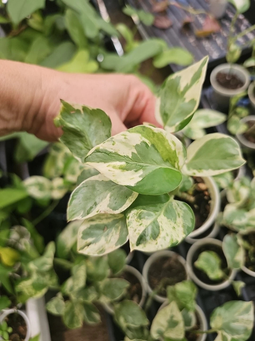 Rooted Pothos Plant - Pearl and Jade Variety - Epipremnum aureum - Indoor Houseplant - Easy Care Greenery for Home Decor