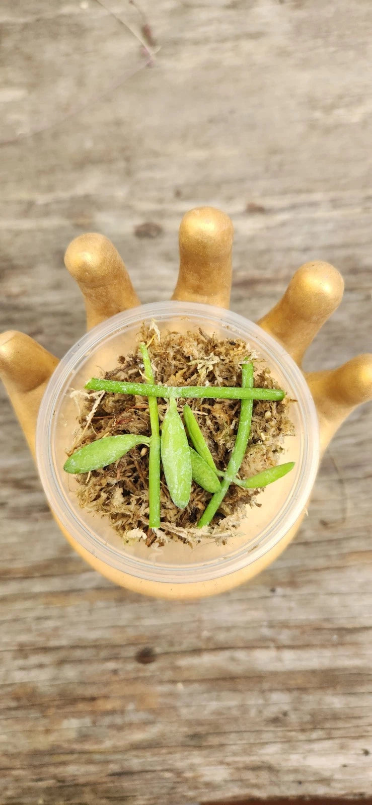 Dischidia Bengalensis Cuttings in 2" Propagation Cup - 2-3 Cuttings with Damp Sphagnum Moss for Easy Planting