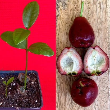 Purple Malay Apple Syzygium malaccense Fruit Tree Starter Potted Plant