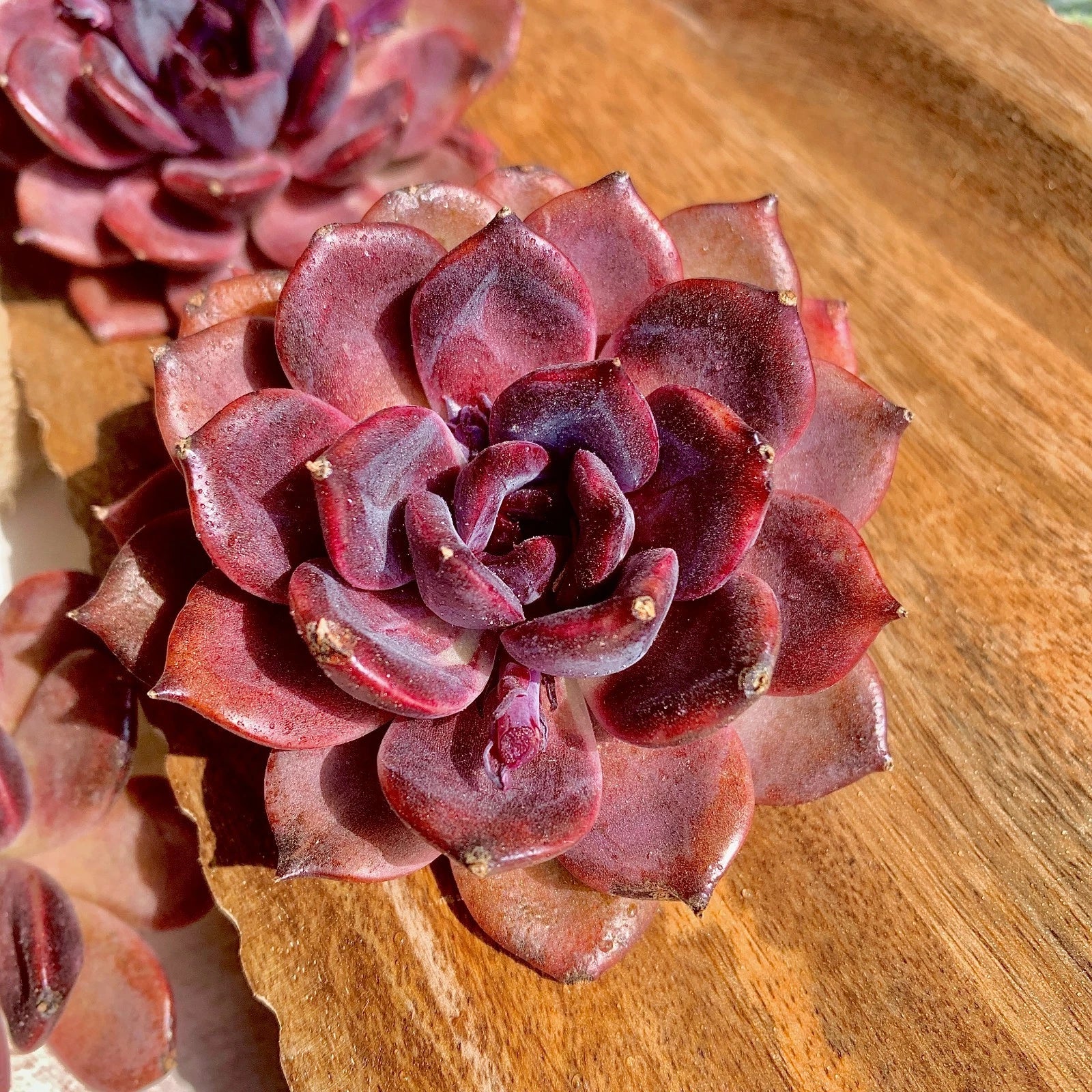 Echeveria Black Mamba Succulent Plant, 2.5" Live Rare Succulent, Echeveria 'Black Mamba', Bare Root, Unique Dark Leaves