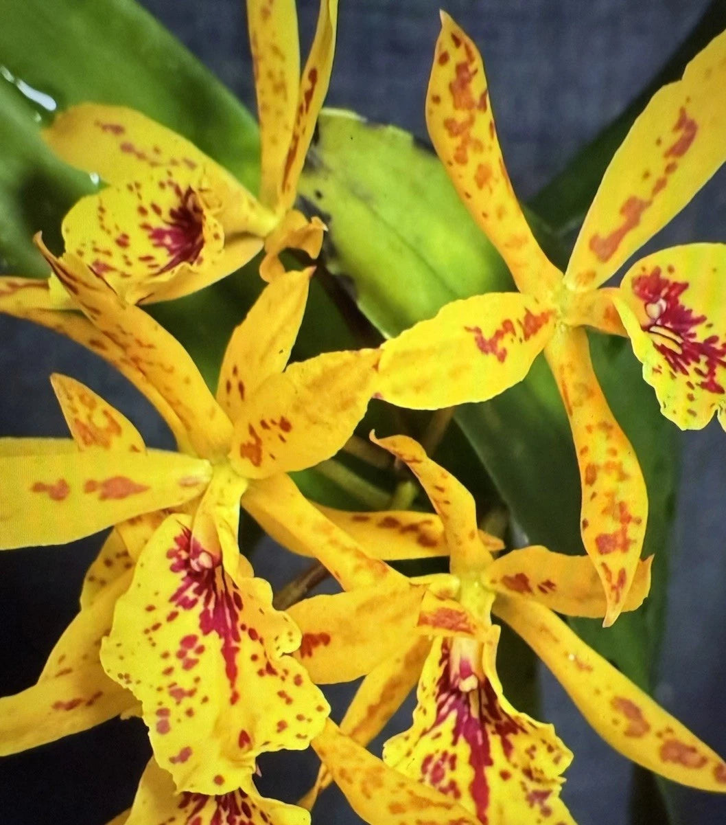 Dendrobium Orchid Seedling 2