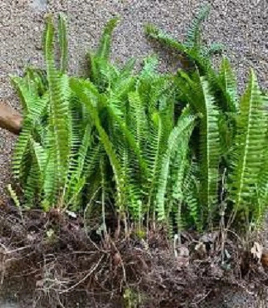 Boston Sword Fern Bundle - 6 Live Bare Root Plants, Lush Green, Organic, Nephrolepis exaltata