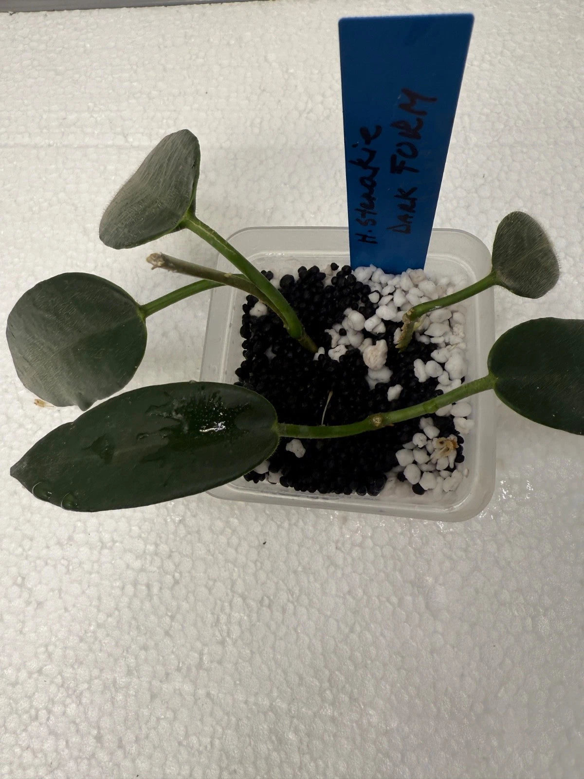 Hoya Stenake Dark Form Plant - Three Rooted Cuttings in Perlite - Hoya Publicalyx Variety