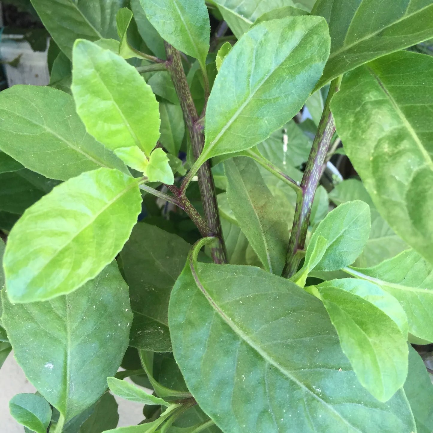 10 Unrooted Cuttings Longevity Spinach Gynura procumbens tropical Perennial Edible