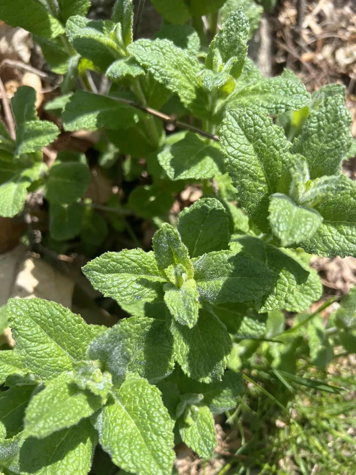(3) Apple Mint /Mentha suaveolens | Starter Plant Plug | Live Plant | Herbal Tea